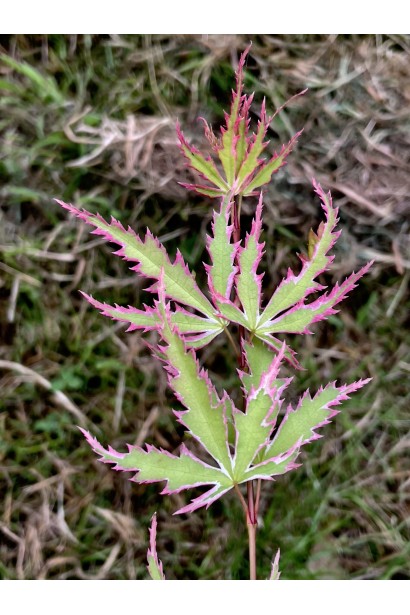 Саджанець клену Butterfly